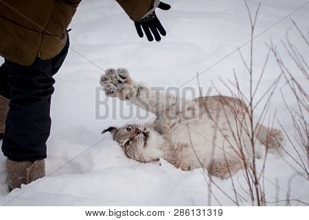 Abordable Eurasian Lynx, Portrait In Winter Field