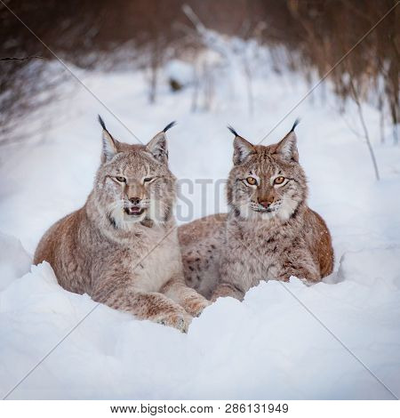 Abordable Eurasian Lynx, Portrait In Winter Field