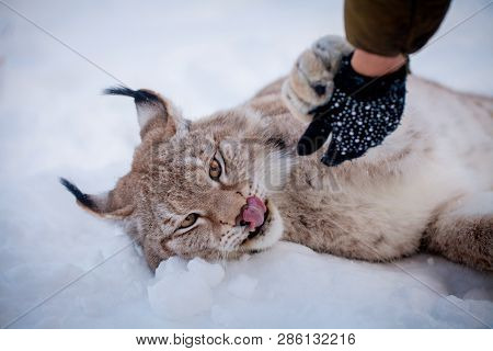 Abordable Eurasian Lynx, Portrait In Winter Field