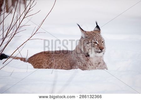Abordable Eurasian Lynx, Portrait In Winter Field