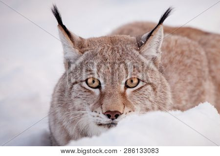 Abordable Eurasian Lynx, Portrait In Winter Field