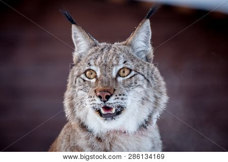 Abordable Eurasian Lynx, Portrait In Winter Field