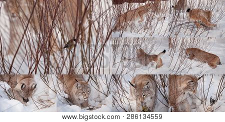 Abordable Eurasian Lynx, Portrait In Winter Field