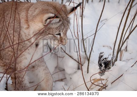 Abordable Eurasian Lynx, Portrait In Winter Field