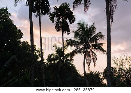 Coconut Tree On A Warm Afternoon Silhouette Shot Deforestation Greenery F9 Sunset View Travel Indian