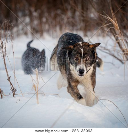 Mixed Breed Dog In The Winter Field