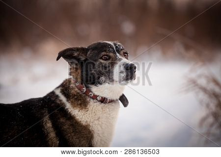 Mixed Breed Dog In The Winter Field