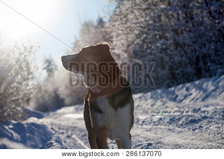 Mixed Breed Dog In The Winter Field