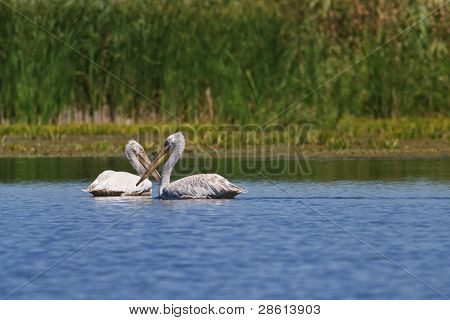 Dalmatinere pelikaner (pelecanus Crispus)