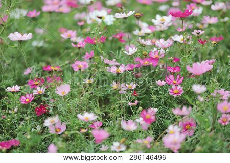 A Cosmos Bipinnatus Cloroful Flowers Garden In Spring