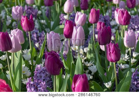 Solid Coloured Tulips Plants. Spring Blooming Perennial Herbaceous Flower. Exist In A Multitude Of C