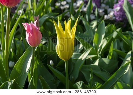 Solid Coloured Tulips Plants. Spring Blooming Perennial Herbaceous Flower. Exist In A Multitude Of C