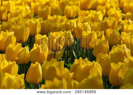Solid Coloured Tulips Plants. Spring Blooming Perennial Herbaceous Flower. Exist In A Multitude Of C