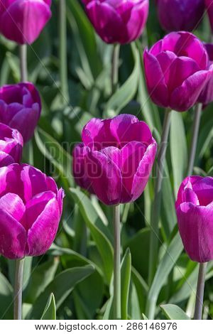 Solid Coloured Tulips Plants. Spring Blooming Perennial Herbaceous Flower. Exist In A Multitude Of C