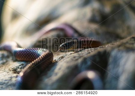 Milk Snake, Lampropeltis Triangulum Close-up Portrait Photo