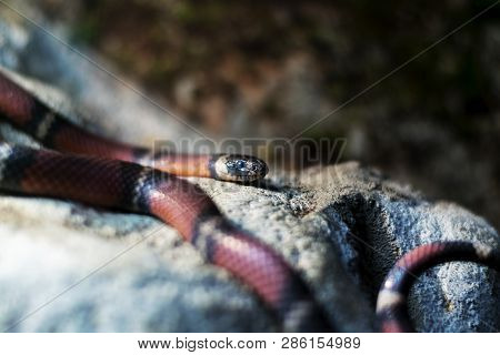 Milk Snake, Lampropeltis Triangulum Close-up Portrait Photo
