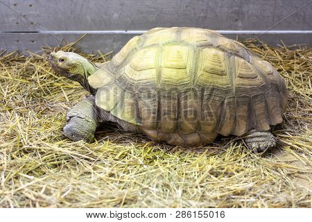 African Spurred Tortoise, Centrochelys Sulcata Close-up, Portrait Photo
