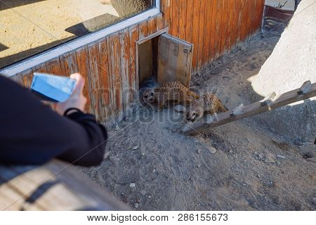 Woman Taking Picture Of Little Surakat Sitting In Funny Pose. Zoo Life