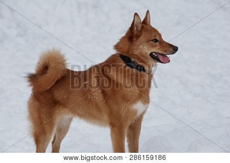 Cute Red Shiba Inu Close Up. Pet Animals. Purebred Dog.