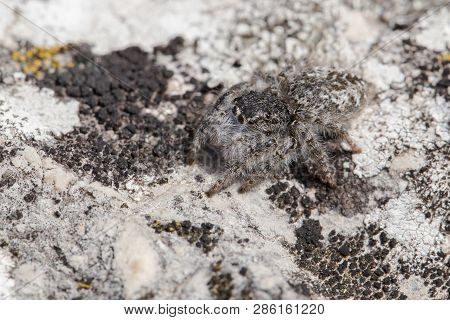 Jumping Spider Philaeus Chrysops In Czech Republic