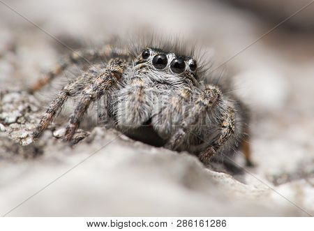 Jumping Spider Philaeus Chrysops In Czech Republic