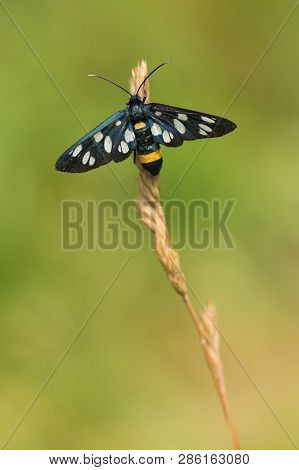Nine-spotted Moth Or Yellow Belted Burnet, Amata Phegea, Formerly Syntomis Phegea, In Czech Republic