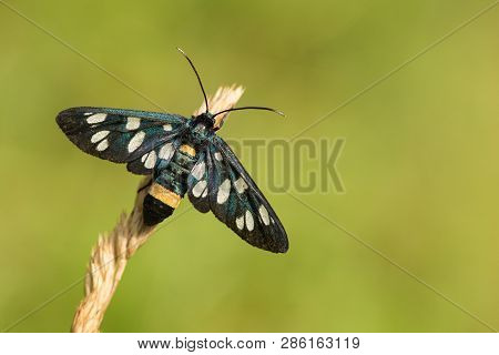 Nine-spotted Moth Or Yellow Belted Burnet, Amata Phegea, Formerly Syntomis Phegea, In Czech Republic