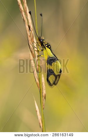 Beautiful Owlfly Libelloides Macaronius In Czech Republic