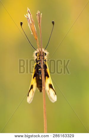 Beautiful Owlfly Libelloides Macaronius In Czech Republic