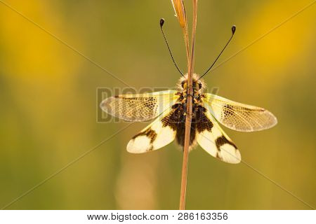 Beautiful Owlfly Libelloides Macaronius In Czech Republic