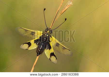 Beautiful Owlfly Libelloides Macaronius In Czech Republic