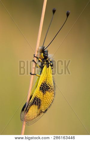 Beautiful Owlfly Libelloides Macaronius In Czech Republic