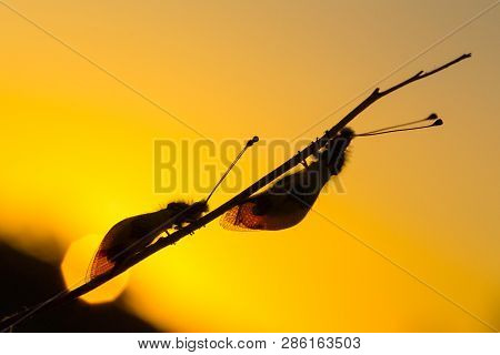 Beautiful Owlfly Libelloides Macaronius In Czech Republic A Sunset