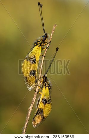 Beautiful Owlfly Libelloides Macaronius In Czech Republic