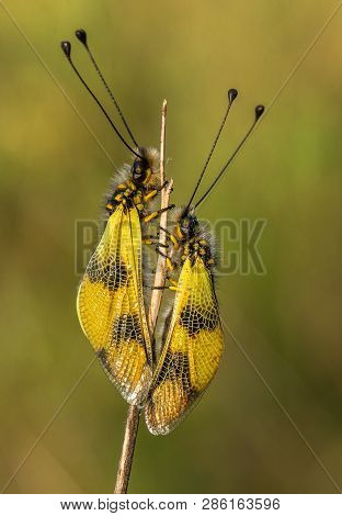 Beautiful Owlfly Libelloides Macaronius In Czech Republic