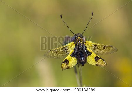 Beautiful Owlfly Libelloides Macaronius In Czech Republic