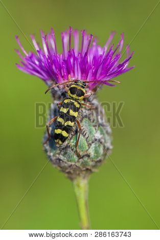 Beautiful Beetle Plagionotus Floralis In Czech Republic