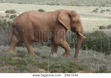 Grande elefante grande