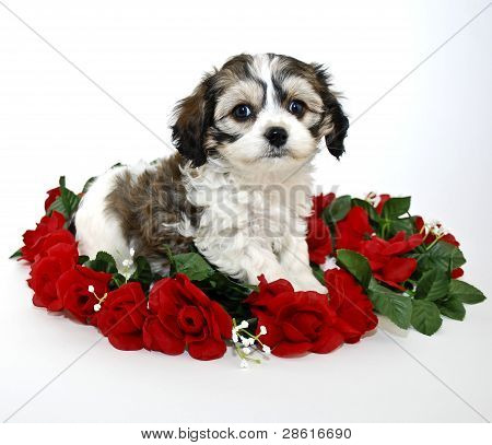 Mały szczeniak Cavachon