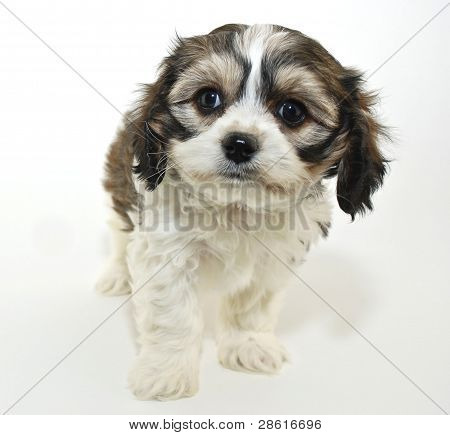 Cute Cavachon Puppy
