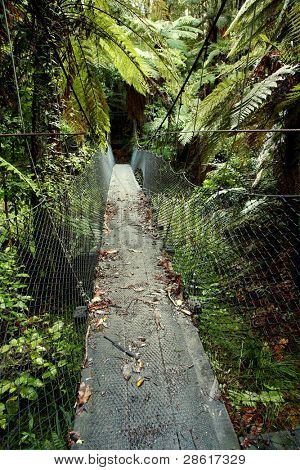 Swing bridge nella foresta pluviale tropicale
