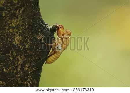 Cicada Skin On The Tree
That Is The Cycle Of This Cycle It Began To Breed, Lay Eggs, Dodge In The Un