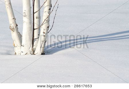 Betulla albero In inverno