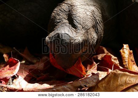 A Giant Turtle Eating Leaves, In Seychelles