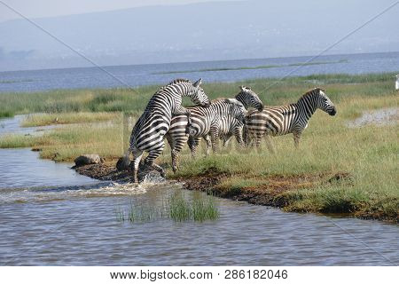 Three Zebras Playing While Crossing The River