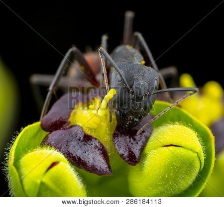 Camponatus Cruentatus Ant In A Flower Live Macro Photography