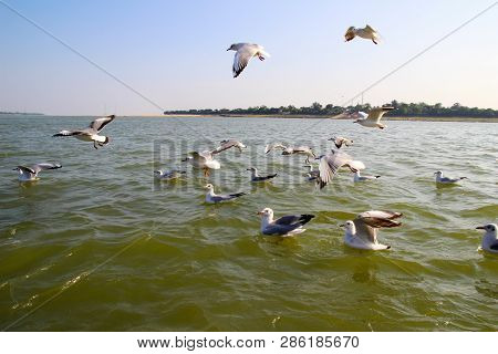 Heuglin's Gull Or Siberian Gull, Migrated Siberian Bird On Ganges River Allahabad At Prayag Triveni 