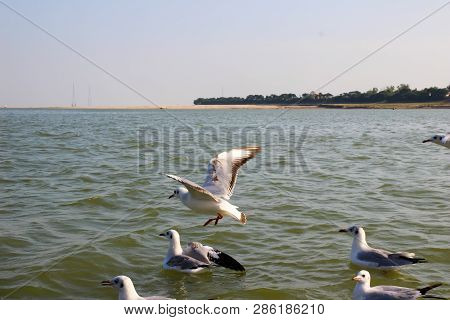 Heuglin's Gull Or Siberian Gull, Migrated Siberian Bird On Ganges River Allahabad At Prayag Triveni 