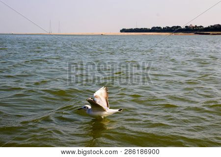 Heuglin's Gull Or Siberian Gull, Migrated Siberian Bird On Ganges River Allahabad At Prayag Triveni 