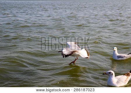 Heuglin's Gull Or Siberian Gull, Migrated Siberian Bird On Ganges River Allahabad At Prayag Triveni 